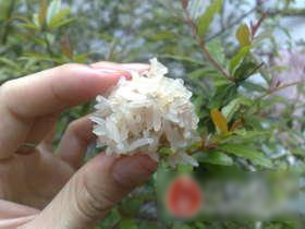 糯米小丸子